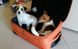 Jack Russell in viaggio nella valigia