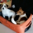 Jack Russell in viaggio nella valigia