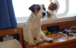 jack russell pelo broken seduto su tavolino della cabina in nave