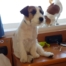 jack russell pelo broken seduto su tavolino della cabina in nave