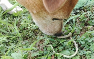 Jack russell liscio con biscia