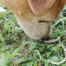 Jack russell liscio con biscia
